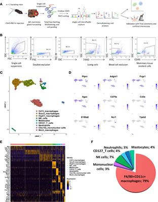 Ductal Macrophages Predominate in the Immune Landscape of the Lactating Mammary Gland